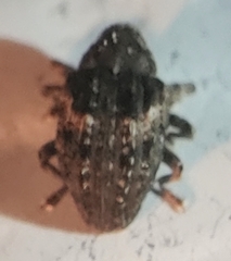 Cryptorhynchus fuscatus