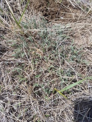 Astragalus filiformis