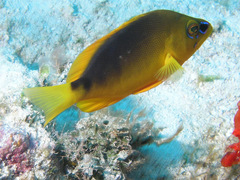 Hypoplectrus guttavarius