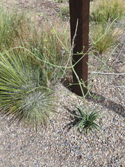 Frasera albomarginata