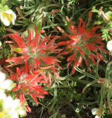 Castilleja scabrida