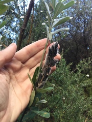 Callistachys lanceolata