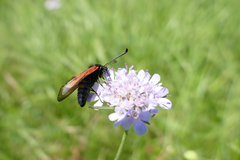 Zygaena purpuralis