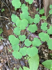 Thalictrum clavatum