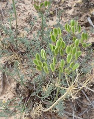 Lomatium parryi
