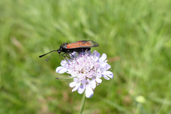 Zygaena purpuralis