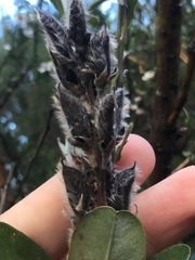Callistachys lanceolata