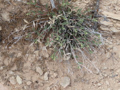 Xanthisma grindelioides