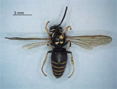 Vespula consobrina