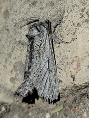 Inguromorpha itzalana