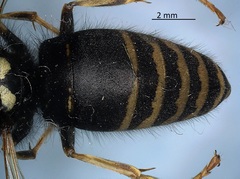Vespula consobrina