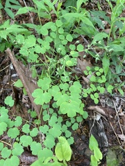 Thalictrum clavatum