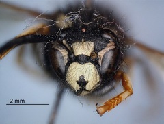 Vespula consobrina