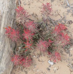 Castilleja scabrida