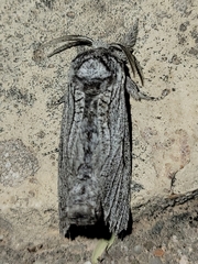 Inguromorpha itzalana