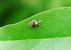 Dentatissus damnosus