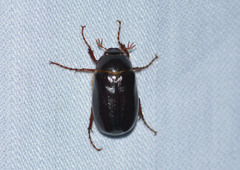 Coeloptera