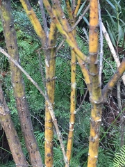 Callistachys lanceolata