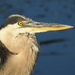 Ward's Great Blue Heron - Photo (c) JeffreyGammon, some rights reserved (CC BY-NC), uploaded by JeffreyGammon