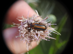 Nemognatha piazata