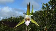 Cleistes grandiflora