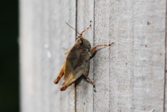 Formosatettix robustus