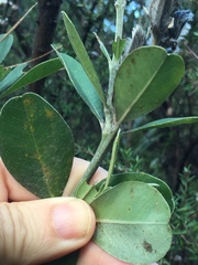 Callistachys lanceolata