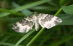 Epirrhoe rivata