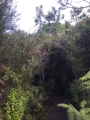 Callistachys lanceolata