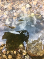 Cladophora glomerata