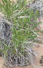 Petradoria pumila