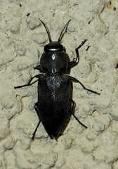Melanophila