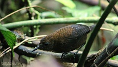 Northern Nightingale-Wren photo 5