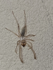 Eremobatinae