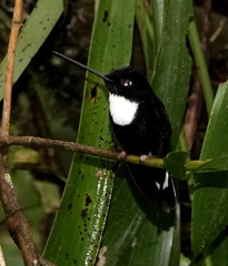 Coeligena torquata torquata