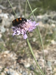 Scabiosa triandra