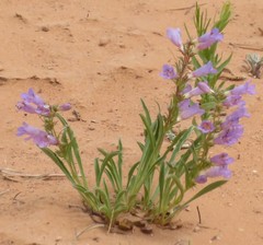 Penstemon strictiformis