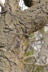 Amphipsalta strepitans