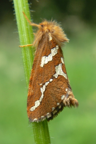 Phymatopus hecta