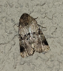 Properigea continens