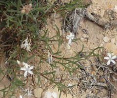 Ipomopsis gunnisonii