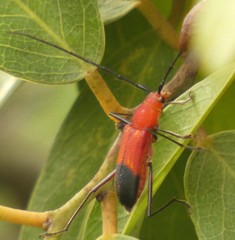 Heterops dimidiatus