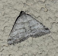 Digrammia pallorata