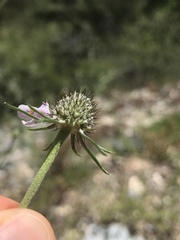Scabiosa triandra