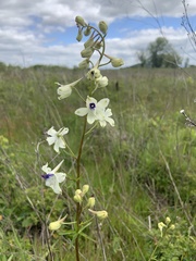 Delphinium pavonaceum