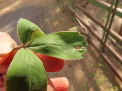 Fragaria virginiana platypetala