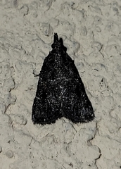 Satole ligniperdalis