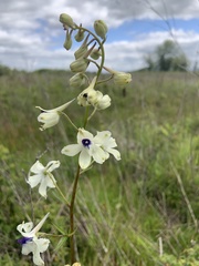 Delphinium pavonaceum