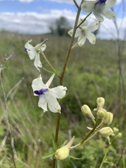 Delphinium pavonaceum