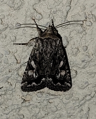 Ulolonche orbiculata